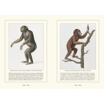 Фотообои с обезьянами для рабочего стола: Природная красота