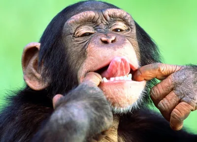 Фотоальбом обезьян: Скачай бесплатно в разрешении 4K