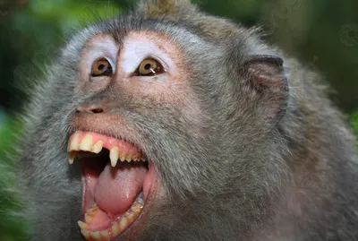Фотоальбом с обезьянами: Новые снимки в Full HD