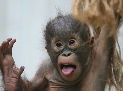Бесплатные фотографии обезьян: Разные размеры и форматы