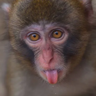 Удивительные обезьяны: Фотографии в Full HD качестве