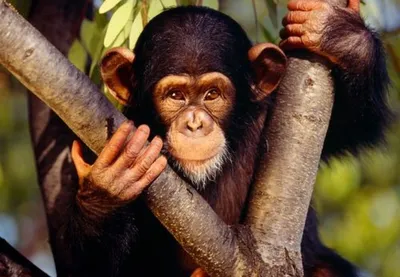 Как обезьяны выражают свои чувства: увлекательные кадры с языком