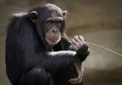 Фотографии, раскрывающие тайны обезьянской речи