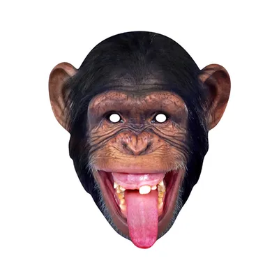 Взгляд в мир обезьянской речи: фотографии с лингвистическим акцентом