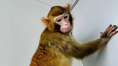 Моменты интеллекта: фото, демонстрирующие умение обезьян понимать язык