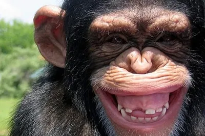 В мире обезьянской беседы: захватывающие кадры их лингвистических проявлений