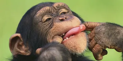 Изображения обезьян в формате HD