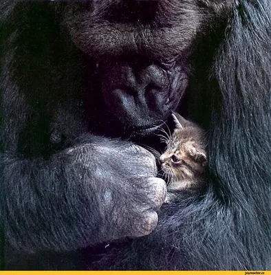 Арт-изображения обезьян для вашего мака в 4K разрешении