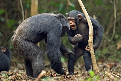 Фотографии обезьян для android: скачать бесплатно в хорошем качестве