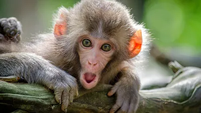 Обои с обезьянами на телефон: лучшие фото в Full HD