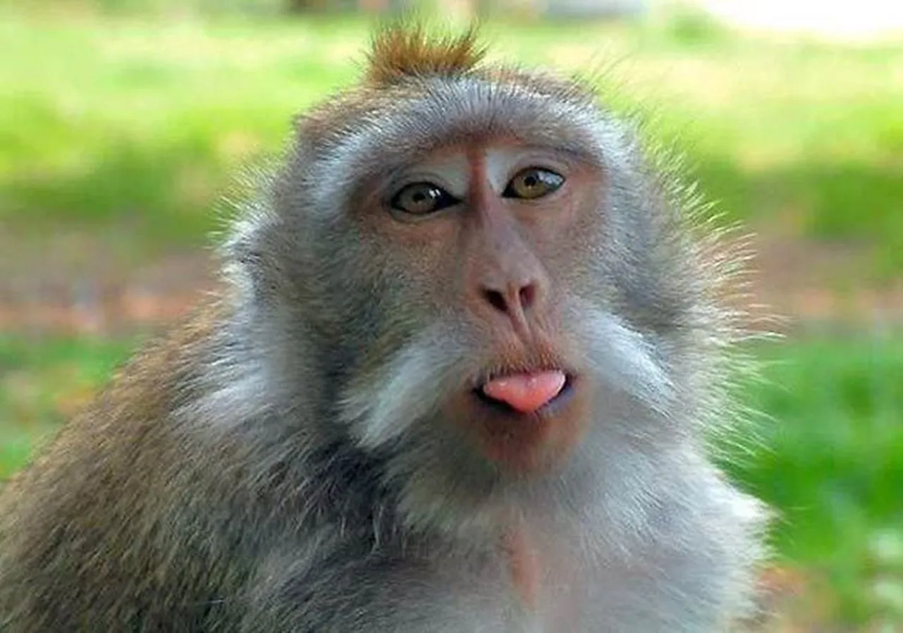 Обезьянка с языком. Смешные обезьяны. Обьясзяна показывает язык. Обезьянка показывает язык. Язык на телефон прикольные