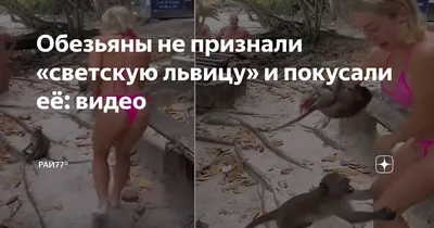 Жизнь на грани: Обезьяны в купальниках на краю водопада.