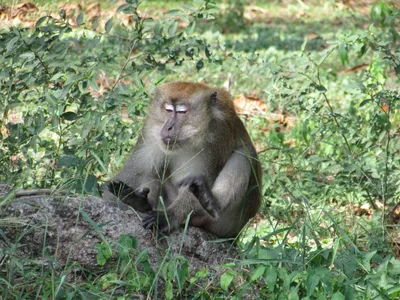 Фото обезьян: Бесплатные изображения в хорошем качестве