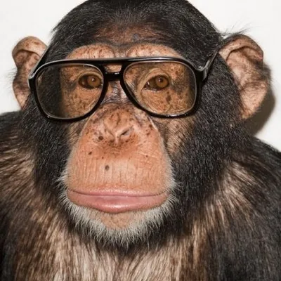 Удивительные обезьяны в очках: Смешные моменты на фото