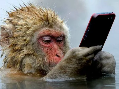 Арт-фото обезьян с очками в хорошем качестве