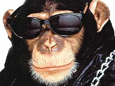 Фотографии обезьян с очками в разрешении 4K