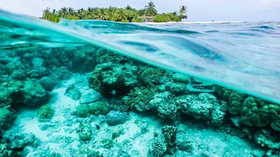 Океанский атлас: фотографии разнообразия подводного мира
