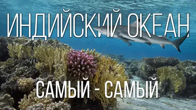 Водный рай: захватывающие кадры жизни в Индийском океане