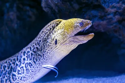 Загадочные подводные создания: взгляд сквозь объектив