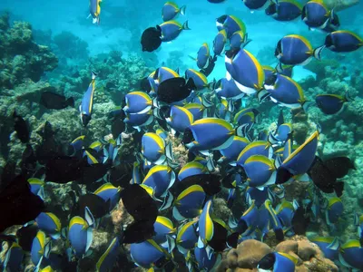 Фотографии подводного мира: Индийский океан в HD качестве.