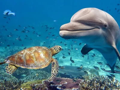 Красочные изображения морских созданий: обои на телефон
