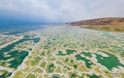 Фотографии фауны Мертвого моря: сокровища под солеными водами