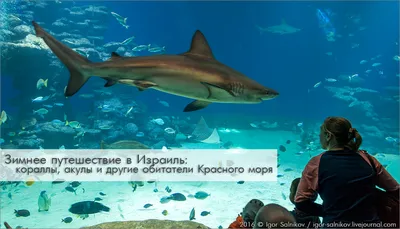 Фауна Мертвого моря на фото: чудеса под солеными водами