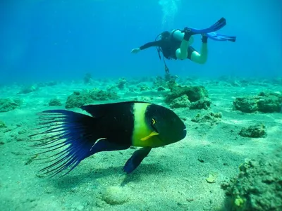 Фотографии обитателей Мертвого моря: тайны под солеными водами