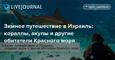 Уникальные снимки жизни Мертвого моря: красота в объективе