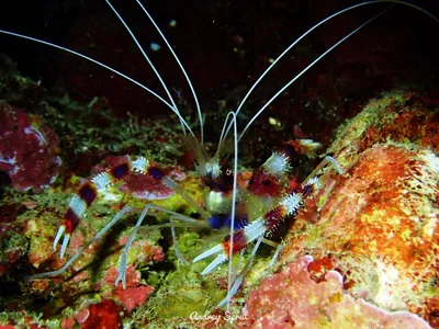 Уникальные фотографии обитателей Мертвого моря для вашего андроид устройства