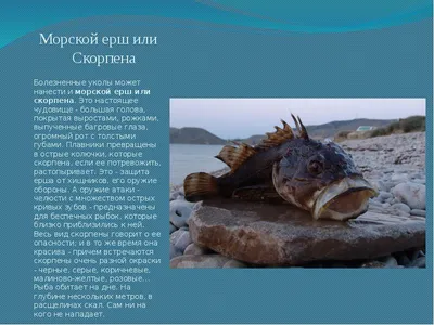 Исследование мира подводной фауны Средиземного моря на фотографиях