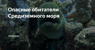 Фото морской жизни Средиземного моря