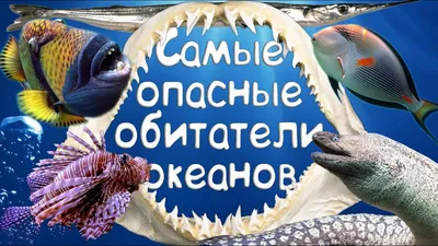 Изображения морской фауны Средиземного моря