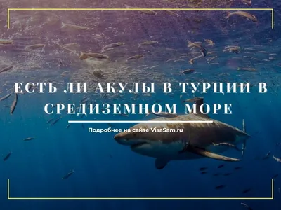 Фотография подводного мира Средиземного моря