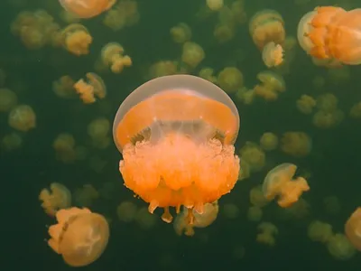 Скачать бесплатно фотографии морской жизни Средиземного моря