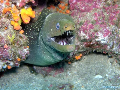 Фото подводных скал Средиземного моря на айфон