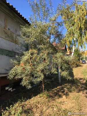 Фотографии облепихи: олицетворение природы и великолепия