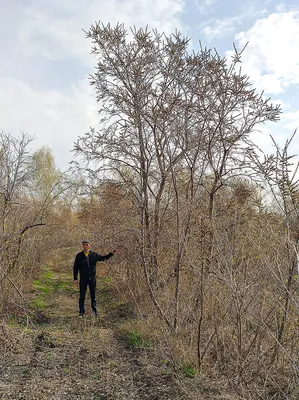 Шипы и ягоды: облепиха дерева во всей своей красе (фото)