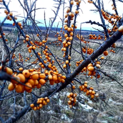 Переменчивая красота: облепиха дерева в разных сезонах (фото)