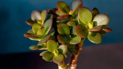 Фотографии ухоженных денежных деревьев: обрезка как искусство