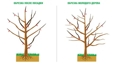 Обрезка деревьев весной: бесплатные изображения в различных форматах