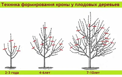 Обрезка деревьев весной: качественные изображения для вашего проекта