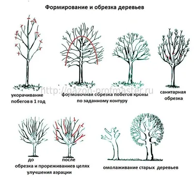 Фотографии обрезанных деревьев весной: выберите размер и формат для сохранения