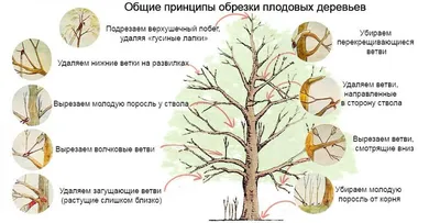 Обрезка деревьев весной: фоны и обои для вашего экрана