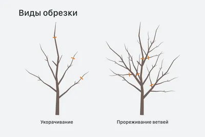 Обрезка деревьев весной: наша коллекция картинок во всем разнообразии форматов