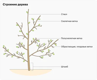 Скачать бесплатно фото с весенней обрезкой деревьев