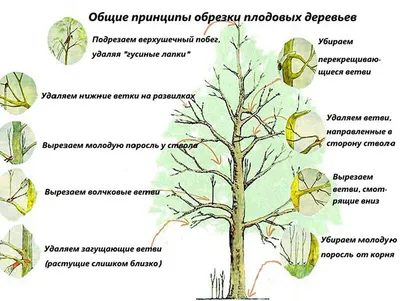 Гиф-изображения обрезанных деревьев