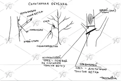 Фотографии обрезки деревьев весной: уникальные и впечатляющие рисунки