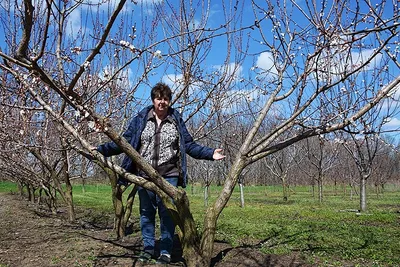 Изображения обрезки деревьев весной: вдохновение из природы