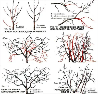 Рисунки обрезки деревьев весной: мастерство садовода